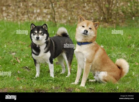 shiba inu photography|4,195 Shiba Inu Stock Photos and High